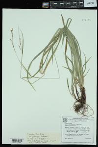 Carex oxylepis image