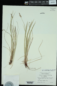 Carex communis var. communis image