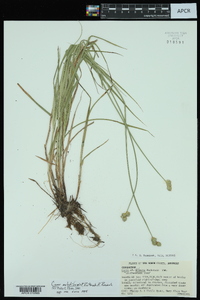 Carex molestiformis image