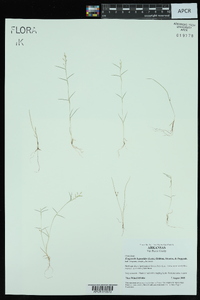 Eragrostis hypnoides image