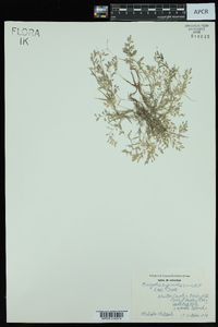 Eragrostis hypnoides image