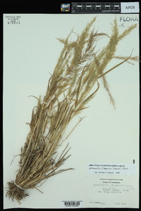 Eragrostis japonica image