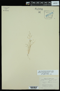 Eragrostis pectinacea var. pectinacea image