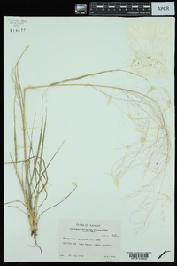 Eragrostis capillaris image