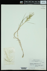 Eragrostis curtipedicellata image