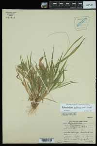 Dichanthelium laxiflorum image