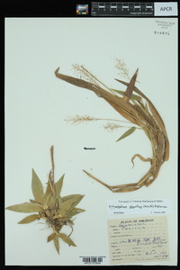 Dichanthelium polyanthes image