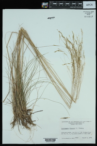 Deschampsia flexuosa image