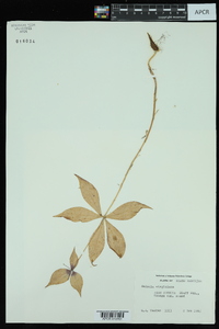 Medeola virginiana image