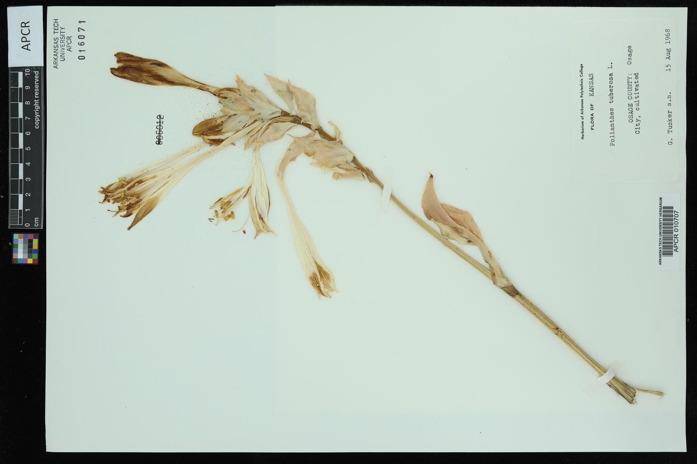 Polianthes tuberosa image