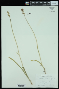 Triantha glutinosa image