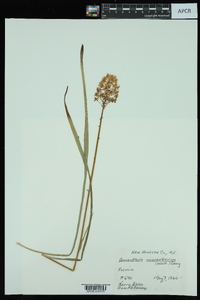 Amianthium muscitoxicum image