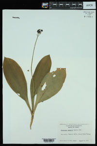 Clintonia borealis image