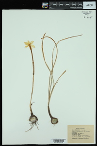 Zephyranthes chlorosolen image