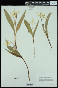 Erythronium grandiflorum image
