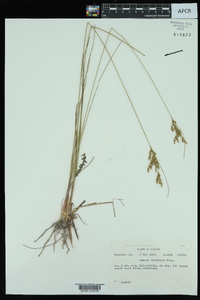 Juncus interior image