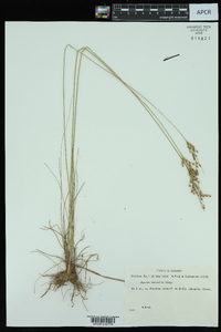 Juncus interior image