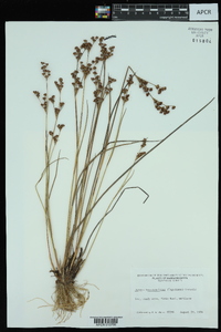 Juncus brevicaudatus image