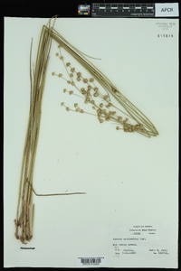 Juncus scirpoides image