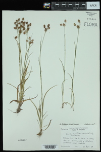 Luzula bulbosa image