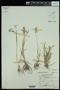 Luzula bulbosa image