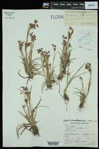 Luzula bulbosa image