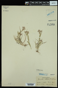 Luzula bulbosa image