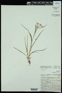 Luzula bulbosa image