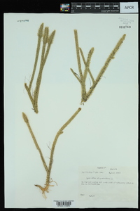 Lycopodiella alopecuroides image