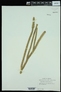 Lycopodiella alopecuroides image