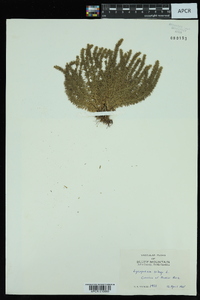 Lycopodium selago image