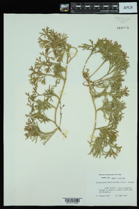 Lycopodium flabelliforme var. ambiguum image