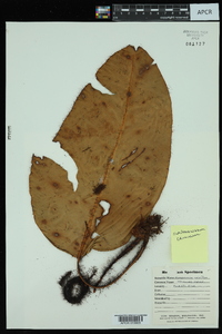 Elaphoglossum crinitum image