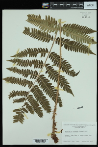 Dryopteris goldieana image