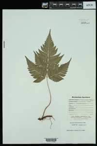 Dryopteris chaerophylloides image