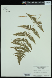 Dryopteris × boottii image