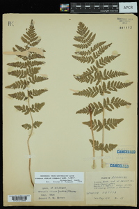 Woodsia obtusa subsp. occidentalis image