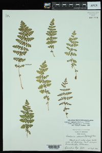 Woodsia obtusa subsp. occidentalis image