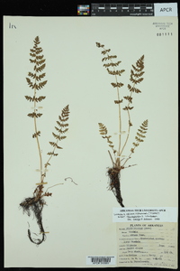 Woodsia obtusa subsp. occidentalis image