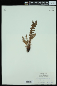 Woodsia ilvensis image