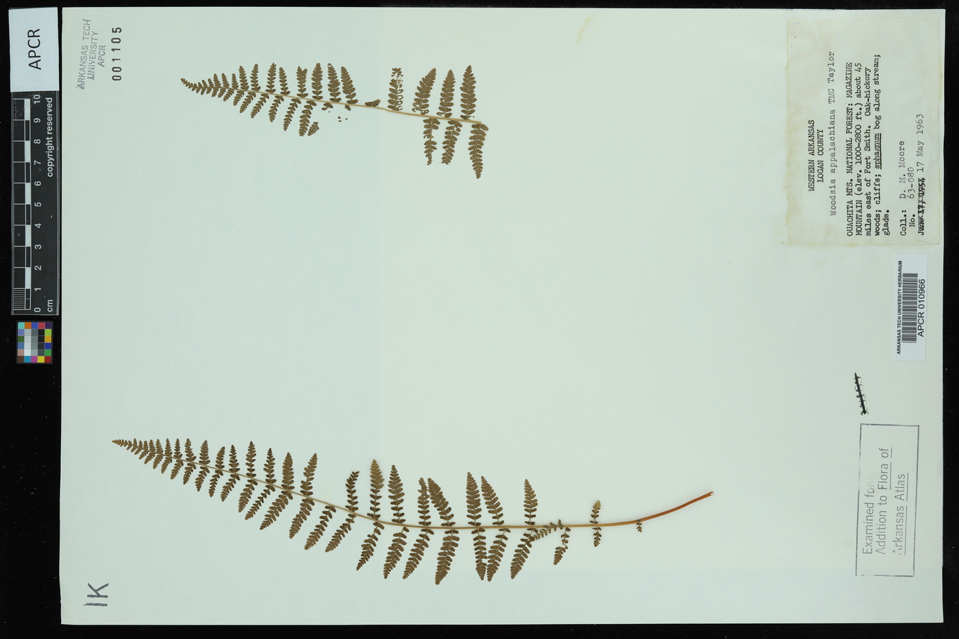 Woodsia appalachiana image