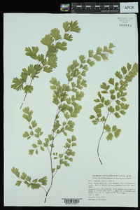 Adiantum capillus-veneris image