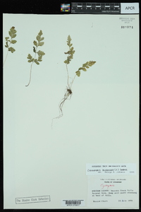 Cystopteris bulbifera image