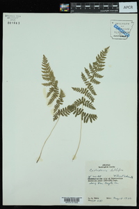 Cystopteris bulbifera image