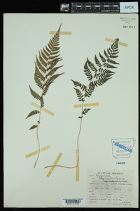 Athyrium filix-femina var. asplenioides image