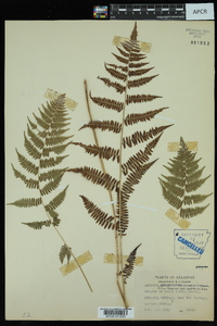 Athyrium filix-femina var. asplenioides image