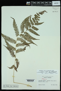 Athyrium filix-femina var. asplenioides image