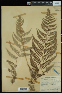 Athyrium filix-femina var. asplenioides image