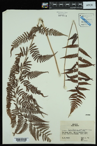 Athyrium filix-femina var. asplenioides image