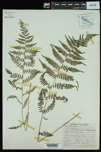 Athyrium filix-femina var. asplenioides image